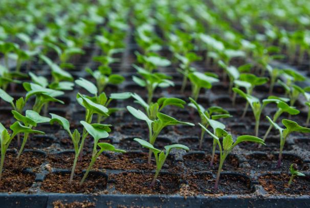 Цветная капуста: выращивание рассады из семян Как различить рассаду капусты